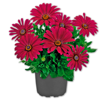 Bornholmer Margerite*